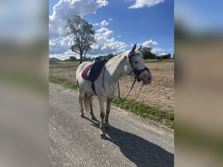 Weitere Ponys/Kleinpferde Mix Stute 9 Jahre 148 cm Roan-Red in Zellingen