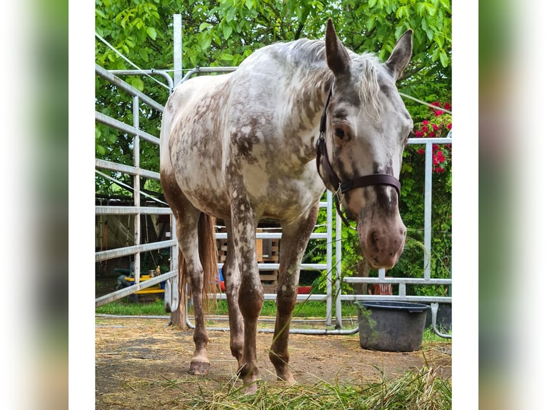 Weitere Ponys/Kleinpferde Mix Stute 9 Jahre 148 cm Roan-Red in Zellingen