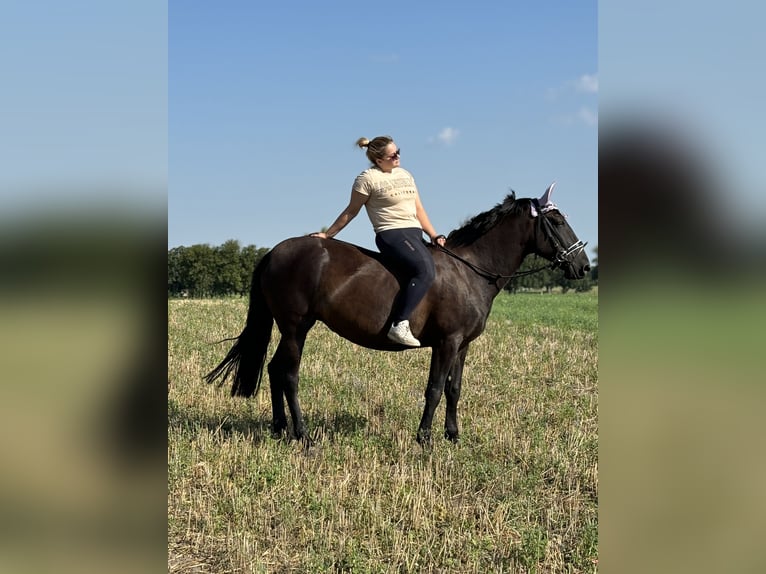 Weitere Ponys/Kleinpferde Mix Stute 9 Jahre 156 cm Rappe in Garbsen