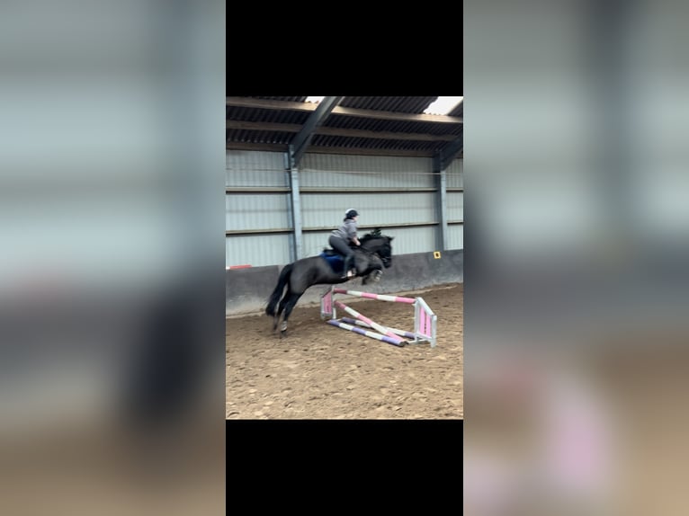 Weitere Ponys/Kleinpferde Mix Stute 9 Jahre 156 cm Rappe in Garbsen