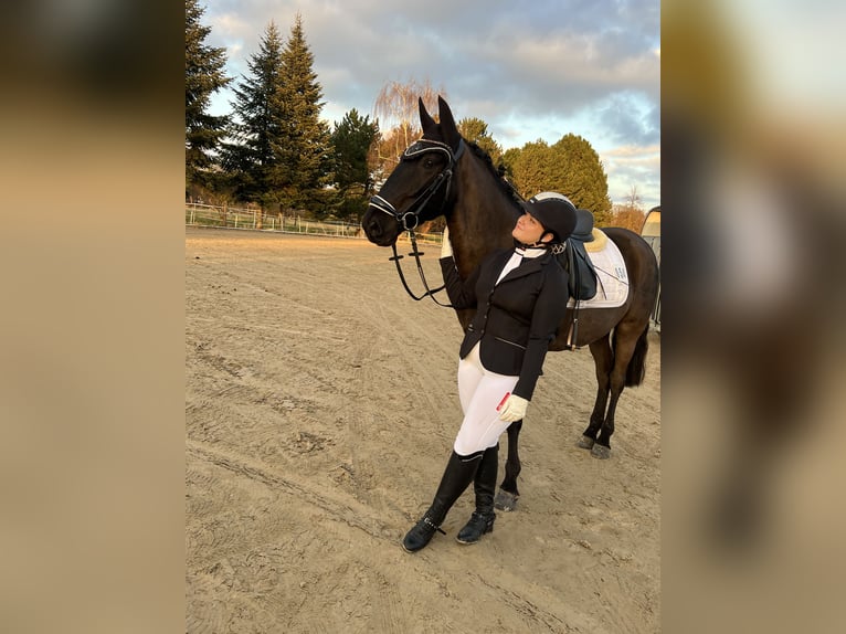 Weitere Ponys/Kleinpferde Mix Stute 9 Jahre 156 cm Rappe in Garbsen