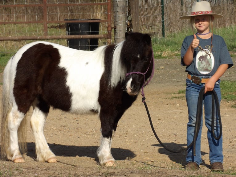Weitere Ponys/Kleinpferde Stute 9 Jahre in Antlers, OK