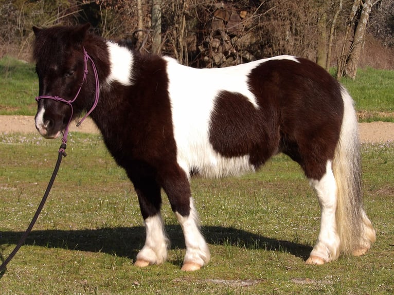 Weitere Ponys/Kleinpferde Stute 9 Jahre in Antlers, OK