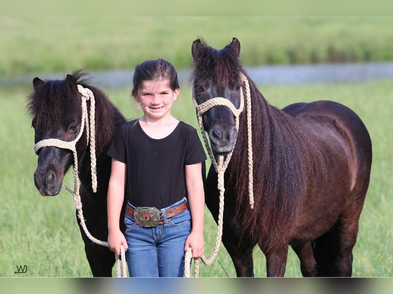 Weitere Ponys/Kleinpferde Wallach 10 Jahre 104 cm Rappe in Carthage