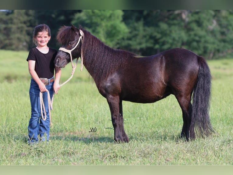 Weitere Ponys/Kleinpferde Wallach 10 Jahre 104 cm Rappe in Carthage