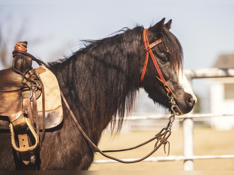 Weitere Ponys/Kleinpferde Wallach 10 Jahre 122 cm Rappe in Benton, LA