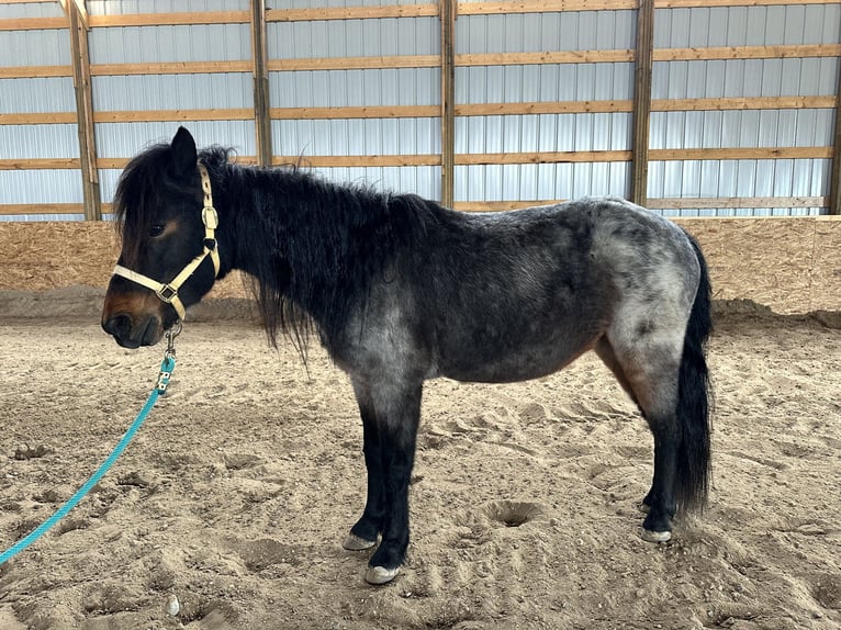 Weitere Ponys/Kleinpferde Wallach 10 Jahre 122 cm Roan-Blue in Casper