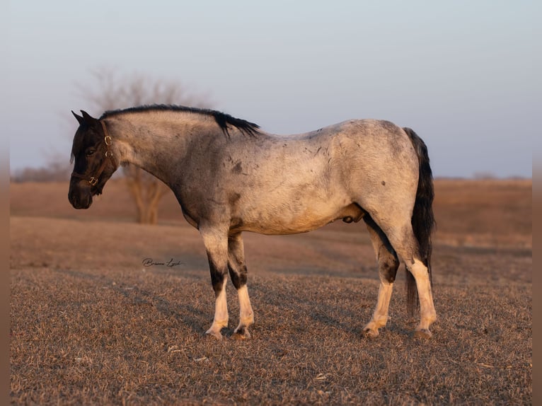 Weitere Ponys/Kleinpferde Wallach 10 Jahre 130 cm Roan-Blue in Canistota, SD