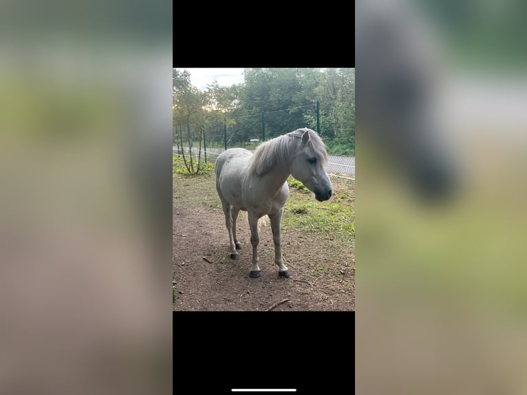 Weitere Ponys/Kleinpferde Mix Wallach 10 Jahre 130 cm Schimmel in Buttstädt