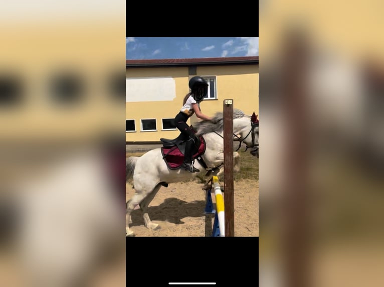 Weitere Ponys/Kleinpferde Mix Wallach 10 Jahre 130 cm Schimmel in Buttstädt