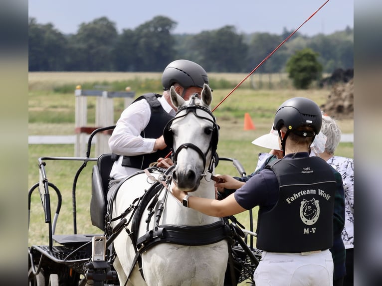 Weitere Ponys/Kleinpferde Mix Wallach 10 Jahre 130 cm Schimmel in Muchow