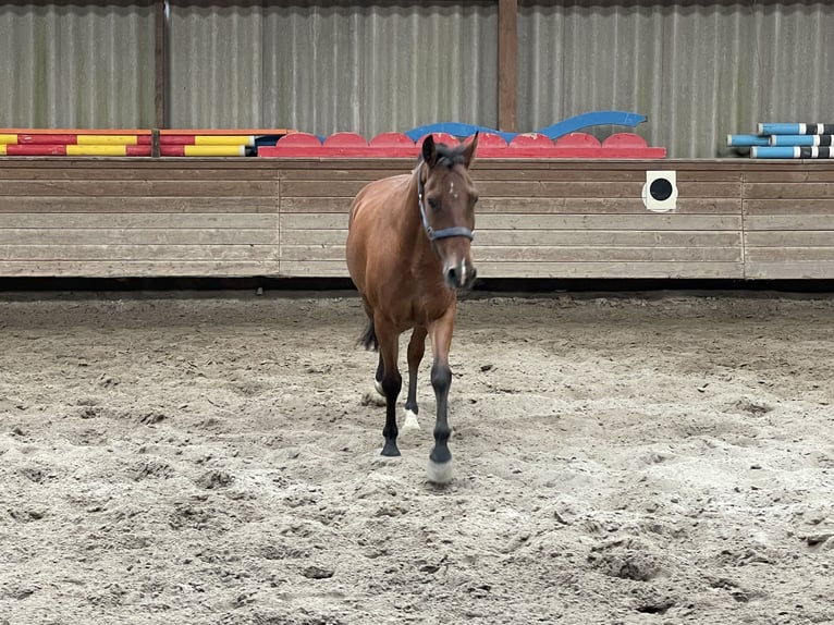 Weitere Ponys/Kleinpferde Wallach 10 Jahre 143 cm Brauner in Künzelsau