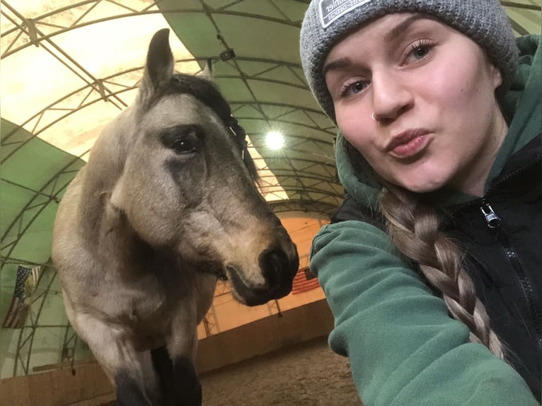 Weitere Ponys/Kleinpferde Mix Wallach 10 Jahre 145 cm Buckskin in Aigen-Schlägl