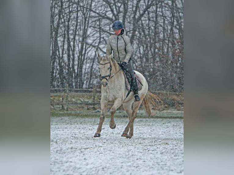 Weitere Ponys/Kleinpferde Wallach 10 Jahre 152 cm Schimmel in Schuby