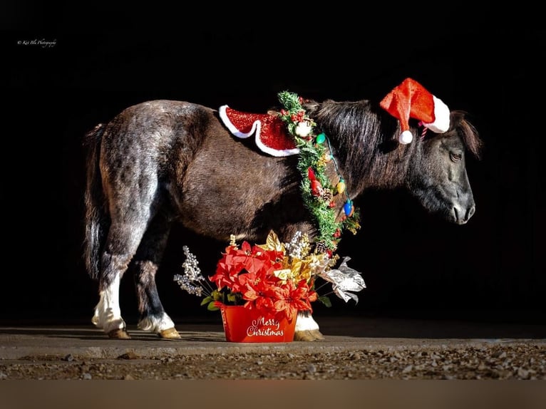Weitere Ponys/Kleinpferde Wallach 10 Jahre 89 cm Roan-Blue in Buffalo