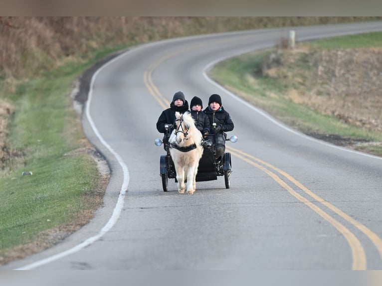 Weitere Ponys/Kleinpferde Wallach 10 Jahre 94 cm Palomino in Fresno, OH