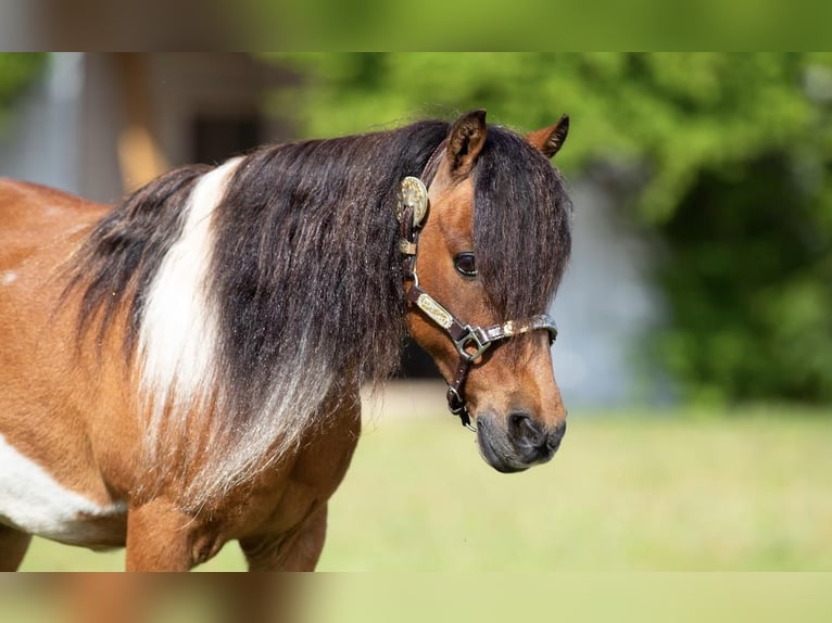 Weitere Ponys/Kleinpferde Wallach 10 Jahre Rotbrauner in Joshua, TX