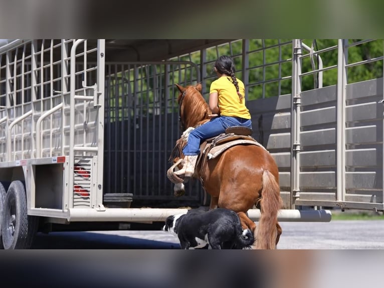 Weitere Ponys/Kleinpferde Wallach 10 Jahre Rotfuchs in Weatherford, TX