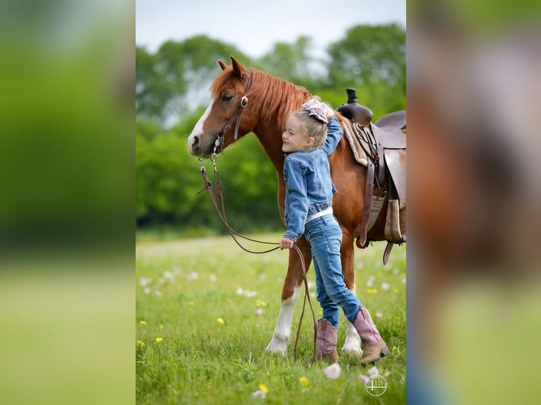 Weitere Ponys/Kleinpferde Wallach 10 Jahre Rotfuchs in Weatherford, TX