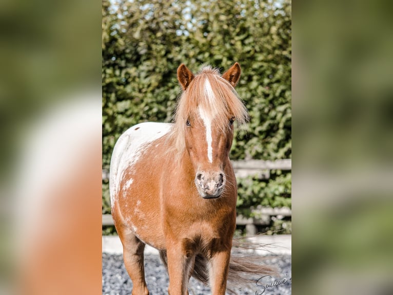 Weitere Ponys/Kleinpferde Mix Wallach 11 Jahre 107 cm Tigerschecke in Friedrichshafen