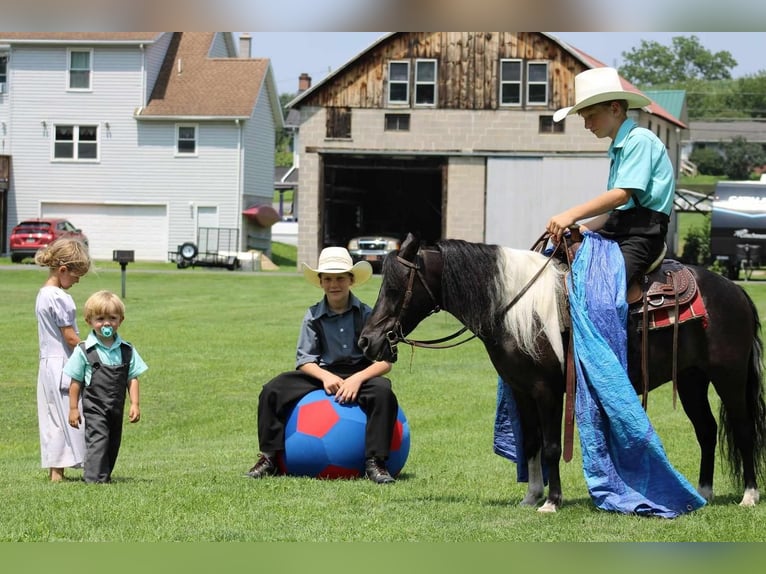 Weitere Ponys/Kleinpferde Wallach 11 Jahre 112 cm Rappe in Allenwood, PA