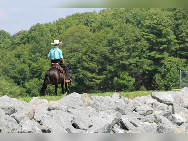 Weitere Ponys/Kleinpferde Wallach 11 Jahre 112 cm Rappe in Allenwood, PA