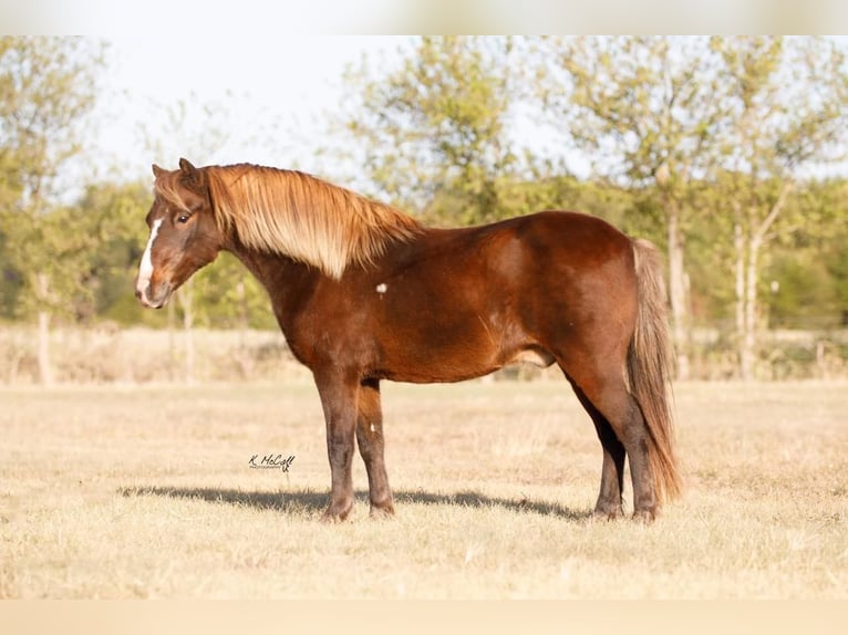 Weitere Ponys/Kleinpferde Wallach 11 Jahre 114 cm in Ravenna, TX