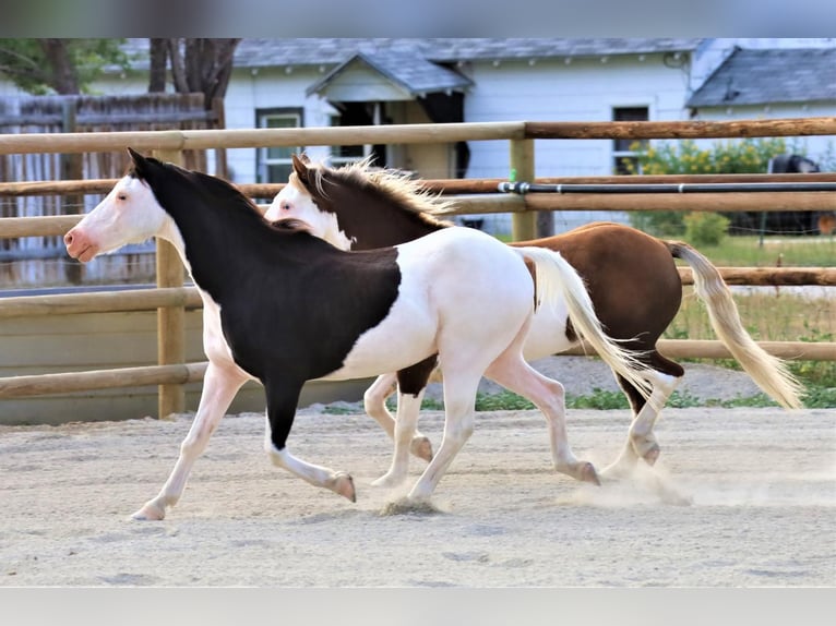 Weitere Ponys/Kleinpferde Wallach 11 Jahre 117 cm in Hamilton, MT