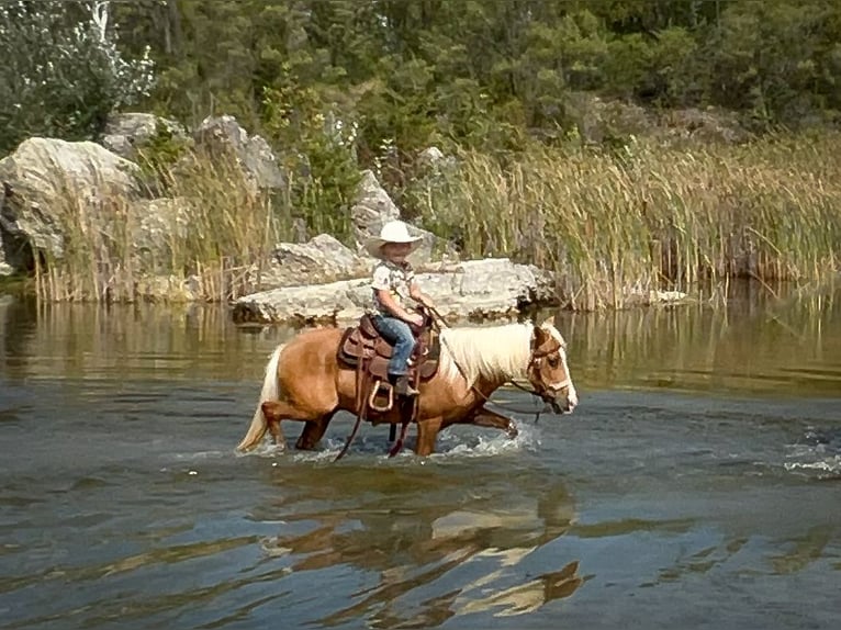 Weitere Ponys/Kleinpferde Wallach 11 Jahre 119 cm Palomino in Sheffield