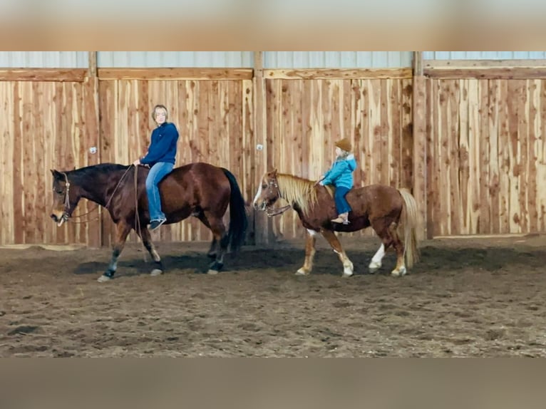 Weitere Ponys/Kleinpferde Wallach 11 Jahre 124 cm Rotfuchs in Valley Springs, SD