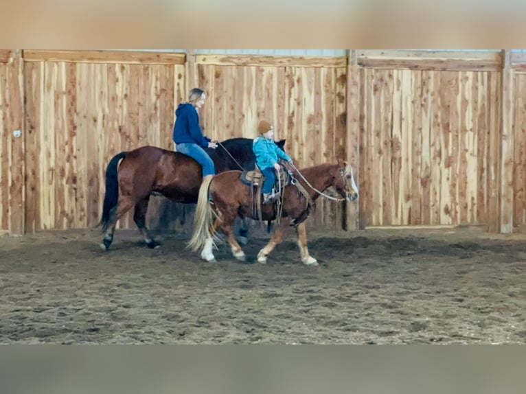 Weitere Ponys/Kleinpferde Wallach 11 Jahre 124 cm Rotfuchs in Valley Springs, SD