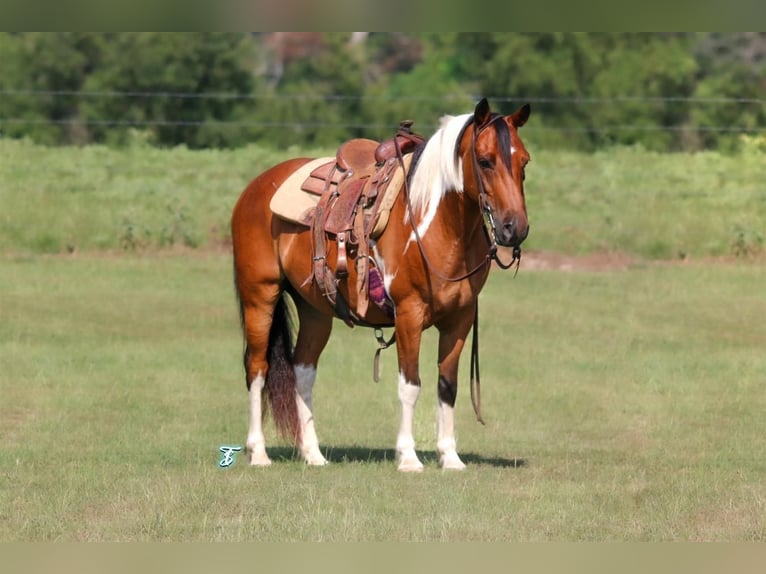 Weitere Ponys/Kleinpferde Wallach 11 Jahre 140 cm Rotbrauner in Carthage, TX