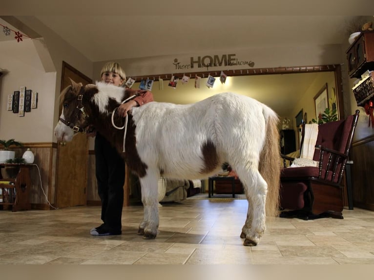 Weitere Ponys/Kleinpferde Wallach 11 Jahre 91 cm Schecke in Rebersburg, PA