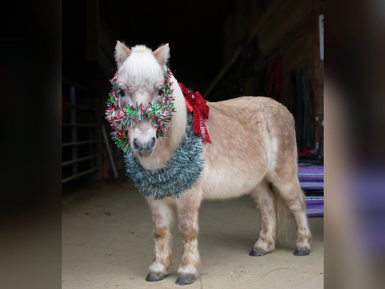 Weitere Ponys/Kleinpferde Wallach 11 Jahre 97 cm in Henderson