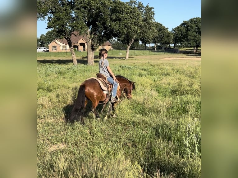 Weitere Ponys/Kleinpferde Wallach 11 Jahre 98 cm Rotbrauner in Lipan