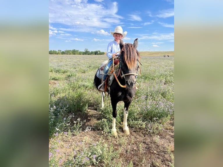 Weitere Ponys/Kleinpferde Wallach 12 Jahre 112 cm Schecke in Hot Springs, SD