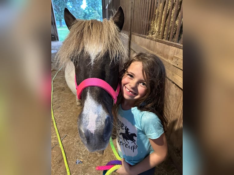 Weitere Ponys/Kleinpferde Wallach 12 Jahre 117 cm in Elkhart, TX