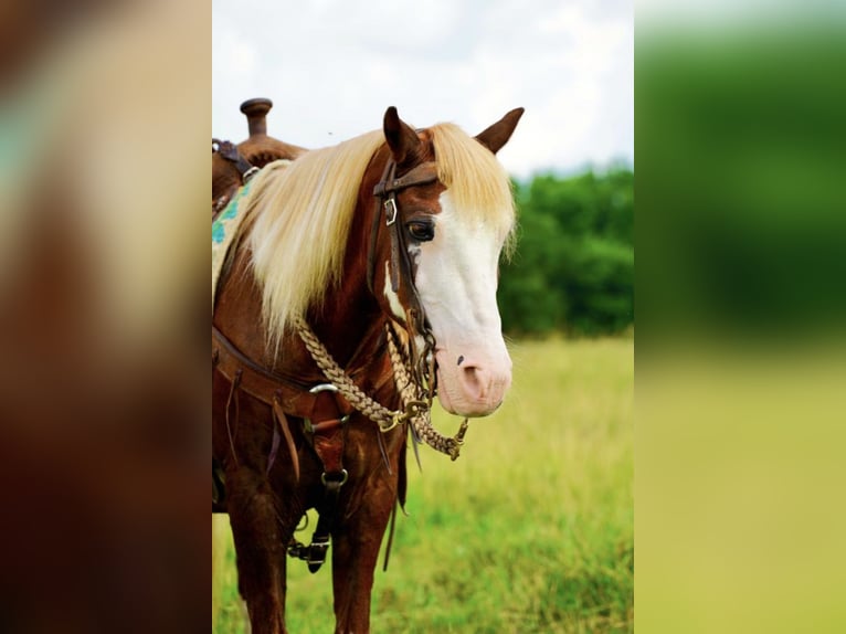 Weitere Ponys/Kleinpferde Wallach 12 Jahre 130 cm Dunkelfuchs in Valley Springs, SD