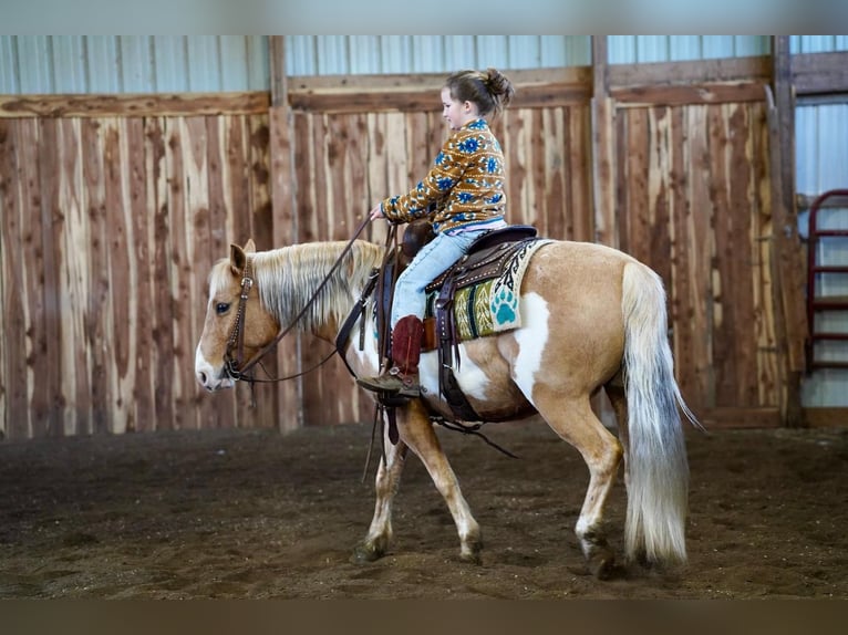 Weitere Ponys/Kleinpferde Wallach 12 Jahre Palomino in Valley Springs, SD
