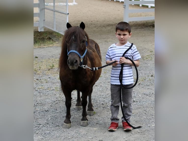 Weitere Ponys/Kleinpferde Wallach 13 Jahre 102 cm Brauner in Allentown, NJ