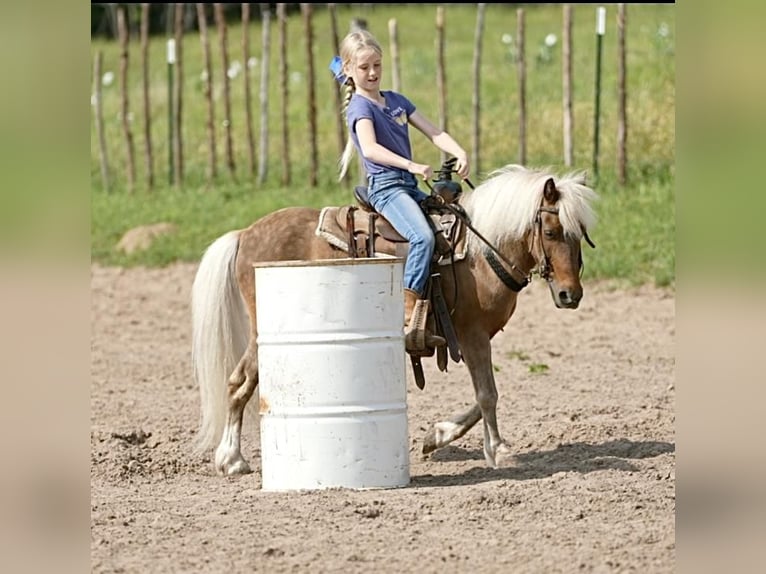 Weitere Ponys/Kleinpferde Wallach 13 Jahre 102 cm Palomino in Weatherford, TX