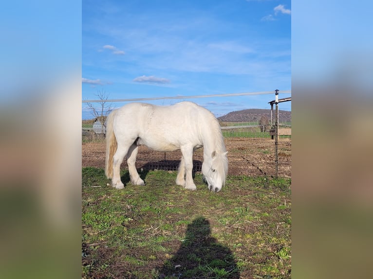 Weitere Ponys/Kleinpferde Wallach 13 Jahre 118 cm Schimmel in Großbardorf