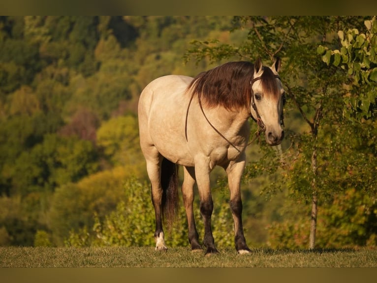 Weitere Ponys/Kleinpferde Wallach 13 Jahre 122 cm Buckskin in Fresno, OH