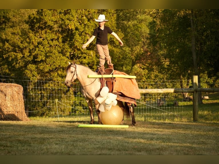 Weitere Ponys/Kleinpferde Wallach 13 Jahre 122 cm Buckskin in Fresno, OH