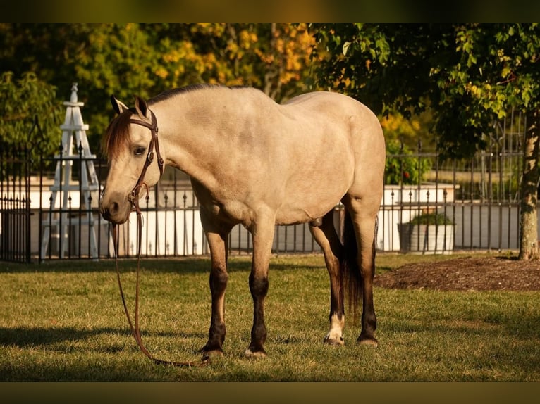 Weitere Ponys/Kleinpferde Wallach 13 Jahre 122 cm Buckskin in Fresno, OH