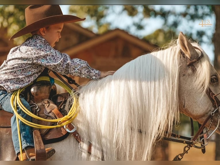 Weitere Ponys/Kleinpferde Wallach 13 Jahre 132 cm Palomino in Weatherford, TX