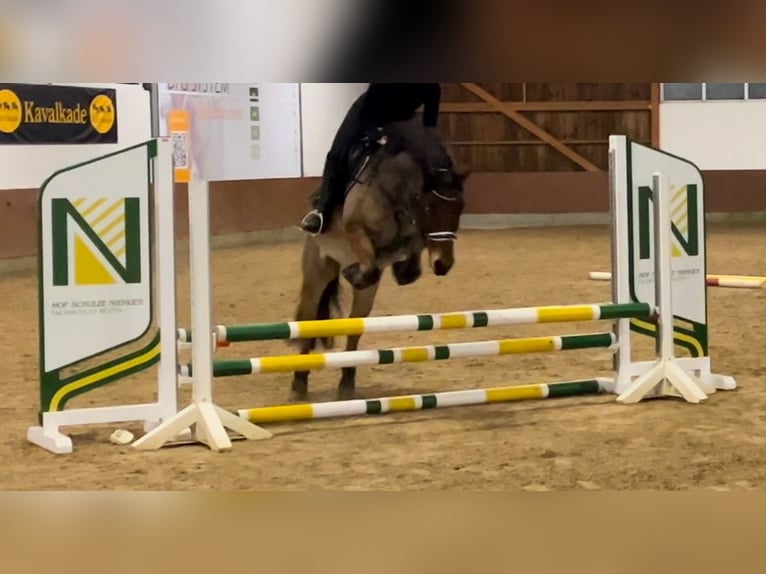 Weitere Ponys/Kleinpferde Mix Wallach 13 Jahre 138 cm Brauner in Versmold