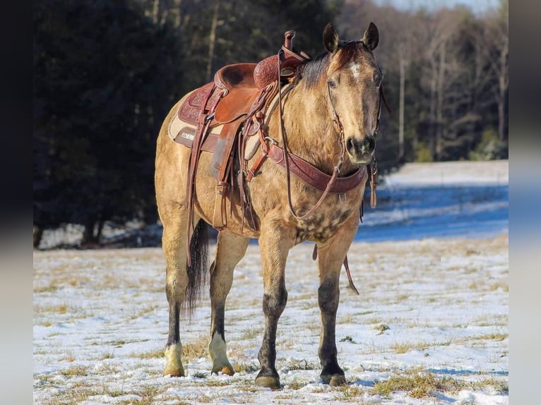 Weitere Ponys/Kleinpferde Wallach 13 Jahre 142 cm Buckskin in Shippenville, PA