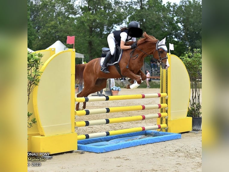 Weitere Ponys/Kleinpferde Wallach 13 Jahre 148 cm in Lombardia