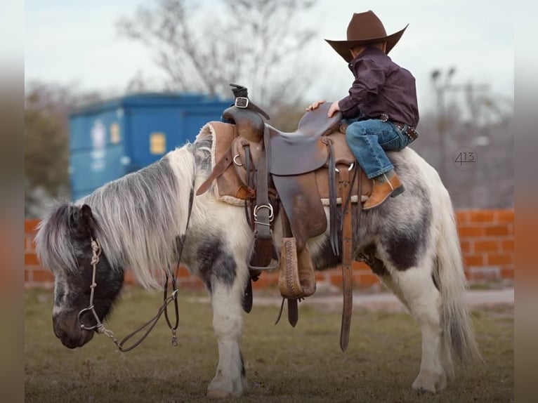 Weitere Ponys/Kleinpferde Wallach 13 Jahre 91 cm in Weatherford, TX